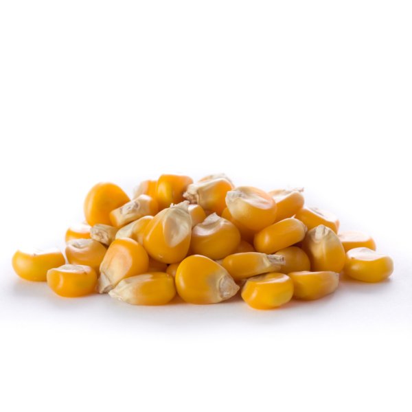 YELLOW CORN NON GMO USA
