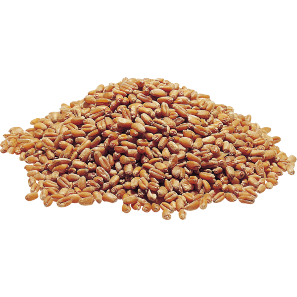 DRIED WHEAT GRAIN GRADE “GOLDEN WHEAT”
